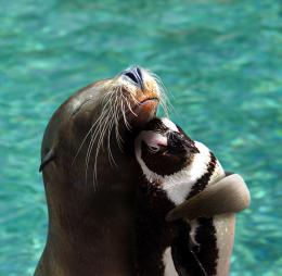 SealedFriendship